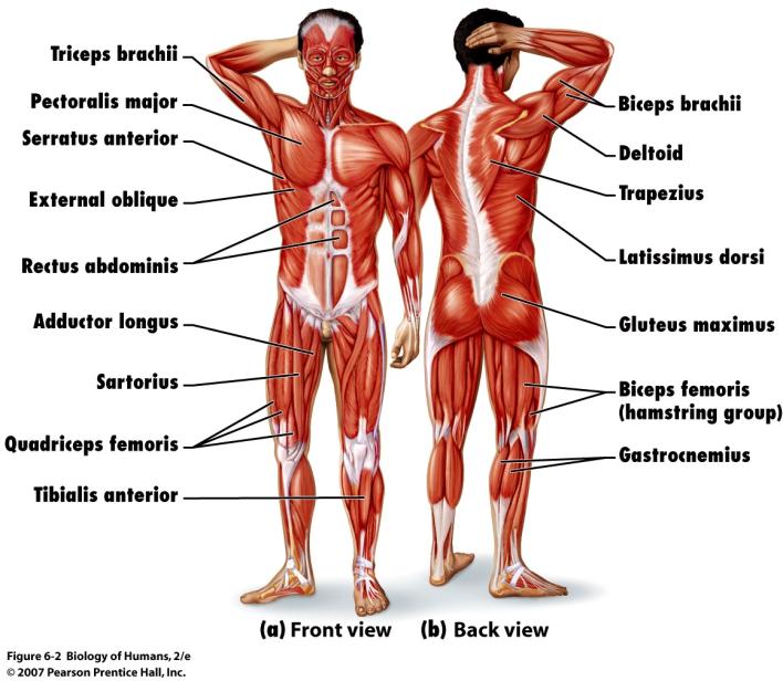 closer to the origin Antagonists are muscles that perform opposite ac(ons When one is contrac(ng, the other is relaxing E.g. biceps and triceps in flexion and extension (respec(vely) of forearm Synergists are muscles that work together to perform the same ac(on E.