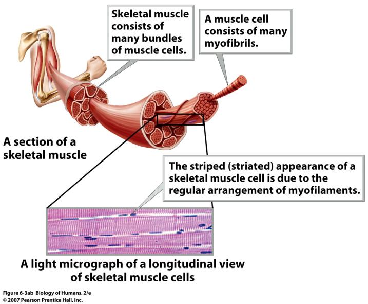 OrganizaBon of skeletal muscle part 1 Whole muscle