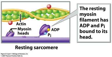 thick ﬁlaments slide past one another Sarcomeres shorten myoﬁbrils shorten muscle cells