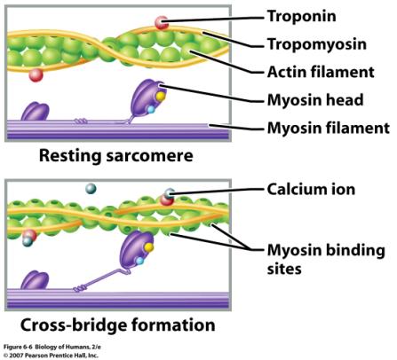 Muscle contracbon 1: at rest ATP has agached to myosin heads split into ADP and Pi