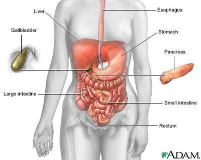 Digestive system The esophagus, stomach, large and small intestine, aided by the liver, gallbladder and pancreas convert the nutritive components of food into energy and break down the nonnutritive