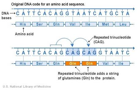 Trinucleotide-repeat mutations:
