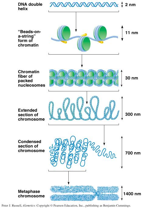 Histones pack DNA