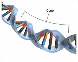 Mendelian disorders Disorders related to mutations in single genes Mendelian disorders are relatively rare