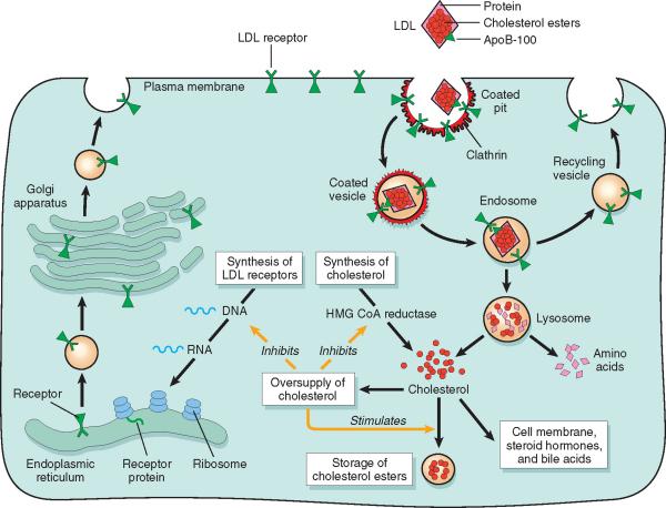 The LDL receptor pathway Kumar et al.