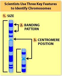 How to read human chromosome Karyotype: an organized profile of a person's chromosomes Karyotype is done by staining the chromosome with a Geimsa dye (G-banding) after the cells have been