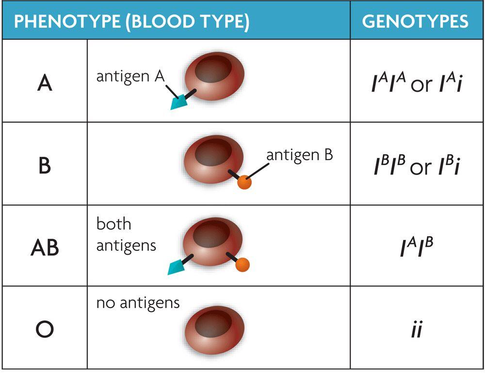 3. Human blood type is example of codominance a. Also has 3 different alleles- trait also considered a multiple-allele trait b.