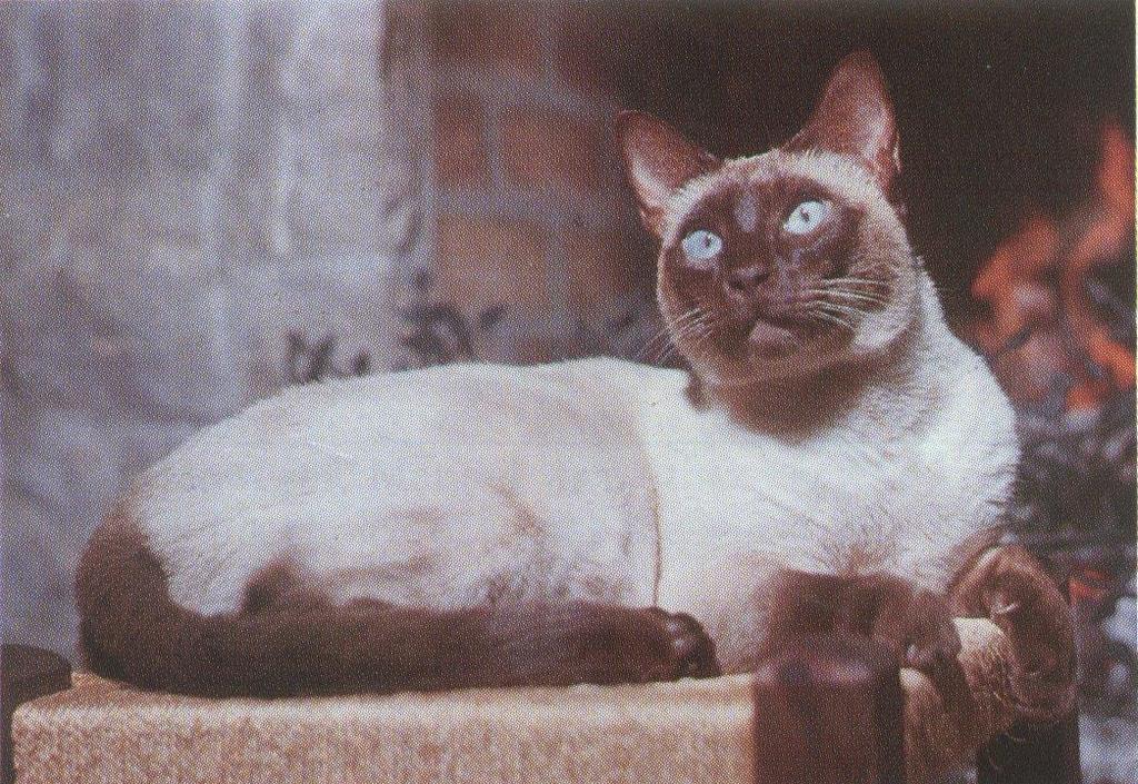 The expression of coat color genes in Siamese cats varies with temperatures.