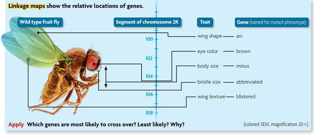 B. Linkage maps estimate distances between genes 1.
