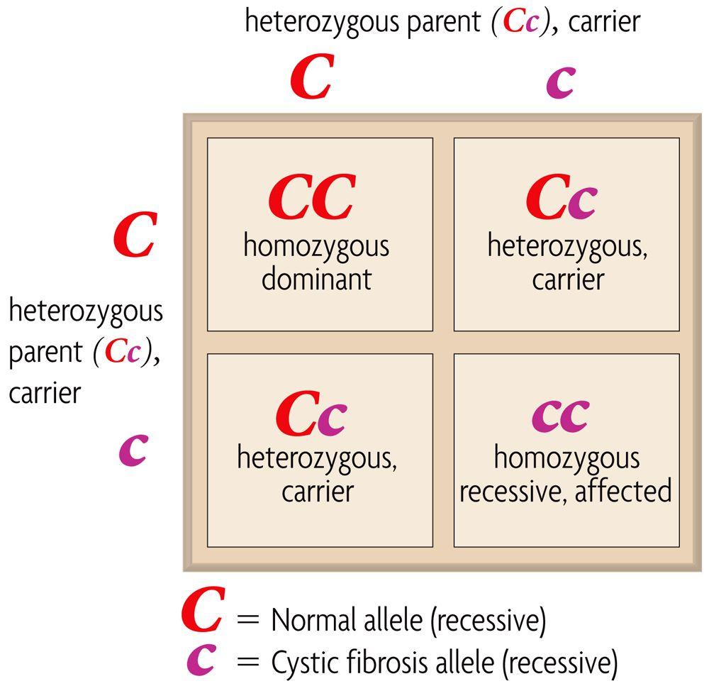 B. Disorders Caused by Recessive Alleles 1.