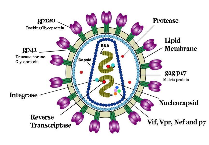 HIV is a Retrovirus With Many Different Structures gp120: Facilitates HIV