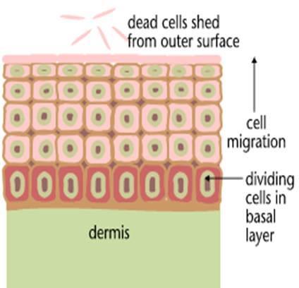 Cancer The division of normal cells is precisely controlled. New cells are only formed for growth or to replace dead ones.