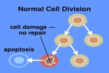 necrosis external damage Natural Naturally occurring cause of cellular death. Programmed cell death (PCD) in humans & multicellular organisms.