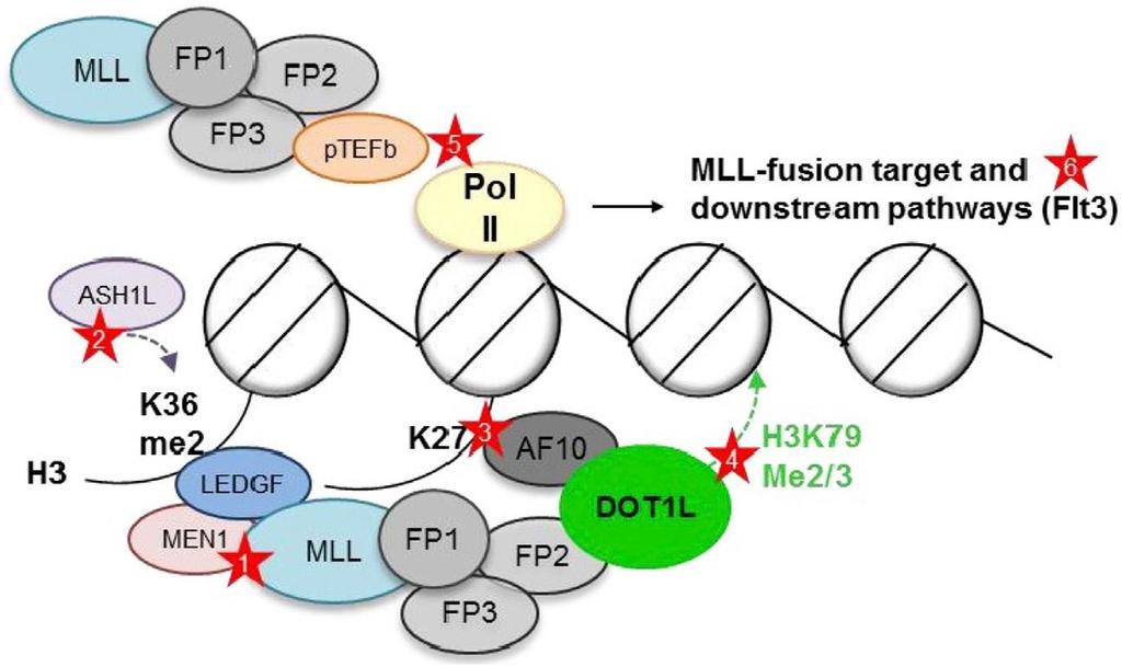 MLL fusion protein involved