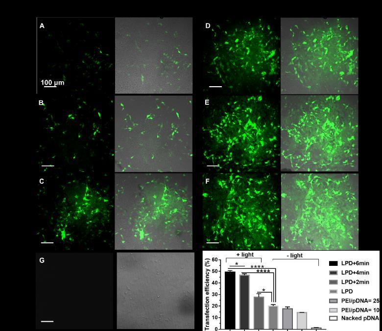 CLSM images (A-F) of EGFP expression in