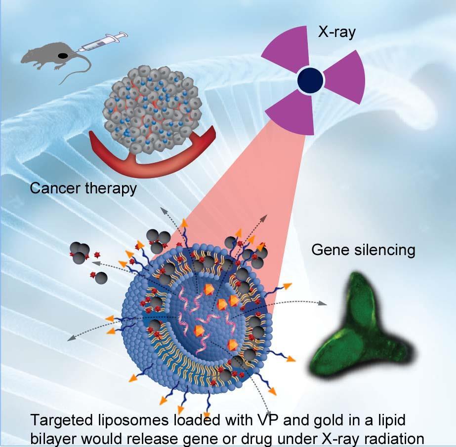 X-ray triggered liposome system Features: Safety nanocarrier Controlled drug/gene release Localised treatment-reduced side effects to healthy tissues Neoadjuvant treatment of deep-seated