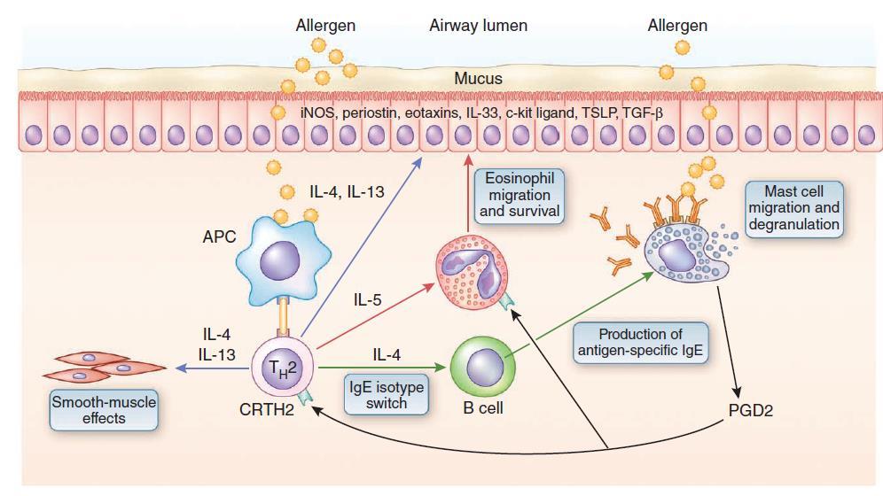 The adaptive immune response and Th2