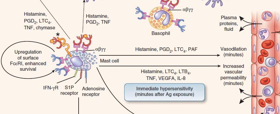 Mast cells and immediate hypersensitivity