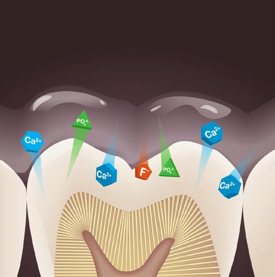 BioACTIVE Products for ProACTIVE Dentistry Advances in dental materials make possible a proactive approach to patient treatment and oral health care.