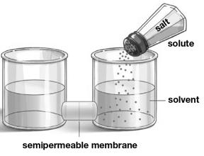 Semi-permeable membranes allow water to move