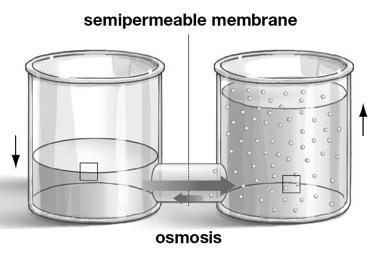 movement of water across a semipermeable
