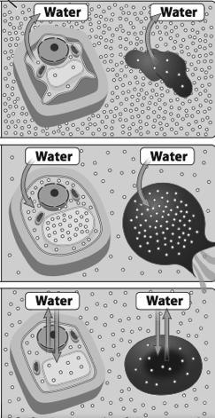 (E) Water gets into and out of cells through