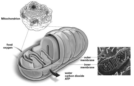 Mitochondria (E) Energy powerhouse.