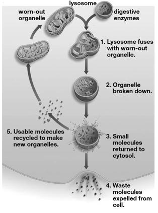 vesicles that dispose of waste