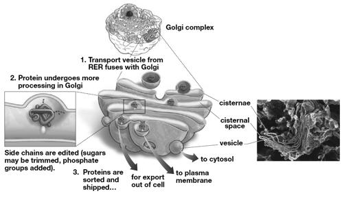 Golgi Apparatus (E) Processes and