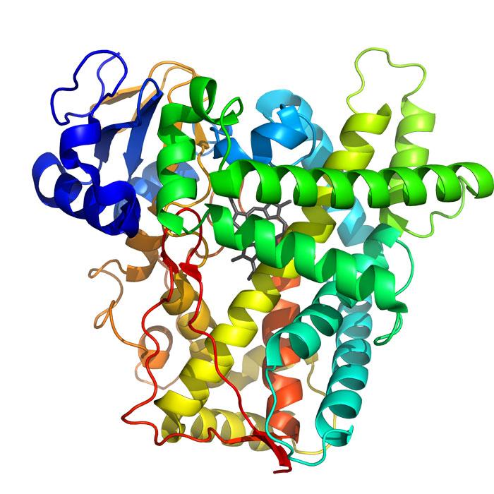 OpenStax-CNX module: m38341 9 Figure 8: The 3-D structure of human cytochrome P450 2A13, a sub class of human cytochrome c. 9 Bibliography L. Konermann and D. J.