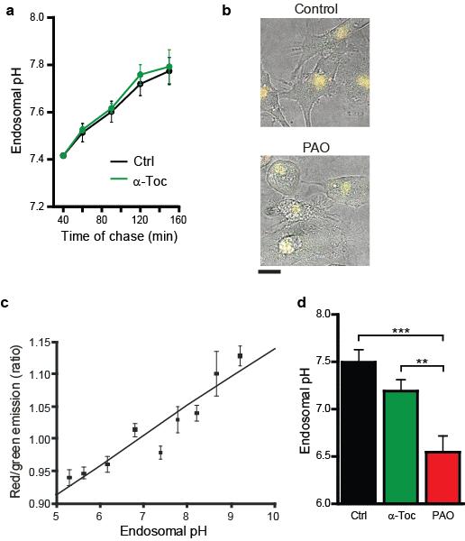 Supplementary Fig. 1: Endosomal ph is unaffected by α-tocopherol. (a) Endosomal ph determined with the intensiometric probe phrodo Green linked to OVA for DCs incubated with or without α-tocopherol.
