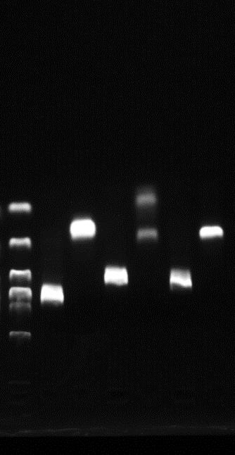 CRISPR/Cas9 KO PSRC enh RBM24 enh TERT enh Ctrl KO Ctrl KO Ctrl KO 2, bp -, bp - 75 bp - 5 bp - 25 bp - bp - PCR from F to R Supplementary Figure 7: CRISPR/Cas9-mediated knockout (KO) of gene
