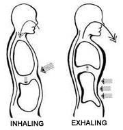 Day 11: The Power of Belly Breathing Breathing is essential to our existence, but not all breaths are the same.