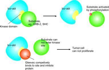 Protein kinase dysregulation, abberent KIT signaling