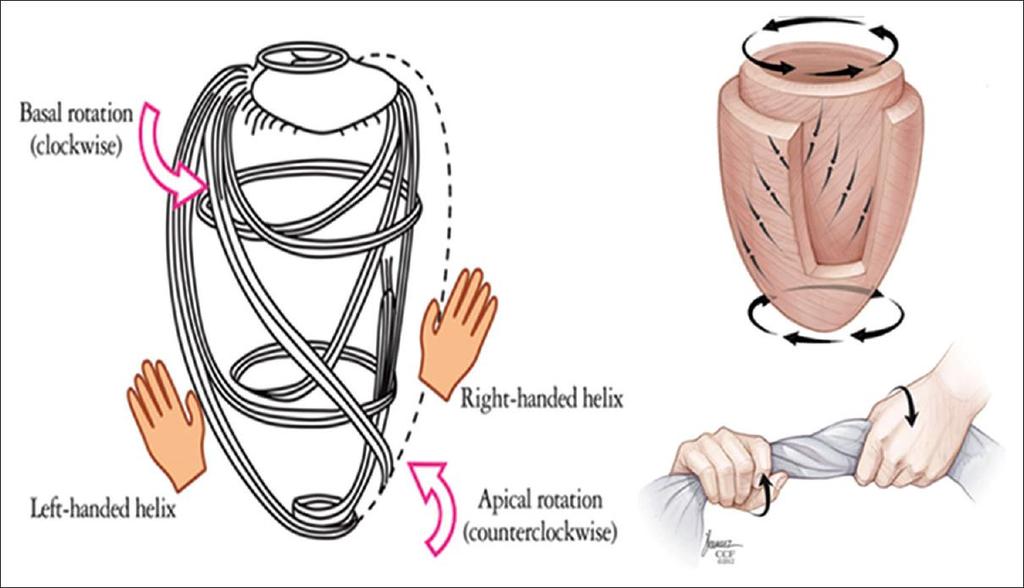 Adel Hasanin Ahmed 1 LV MORPHOLOGY The left ventricular wall comprises three layers- middle circumferential layer and superficial and deep longitudinal layers: 1.