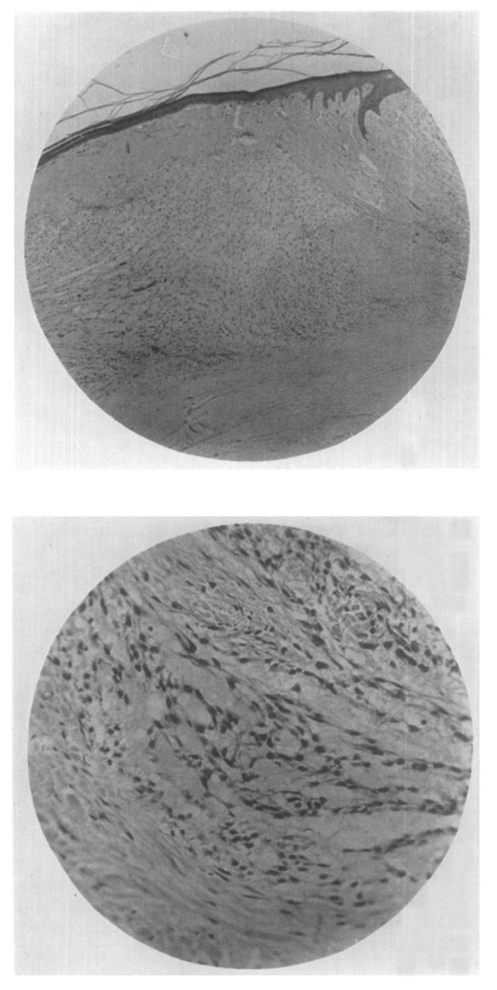 4 Photomicrographs of sections
