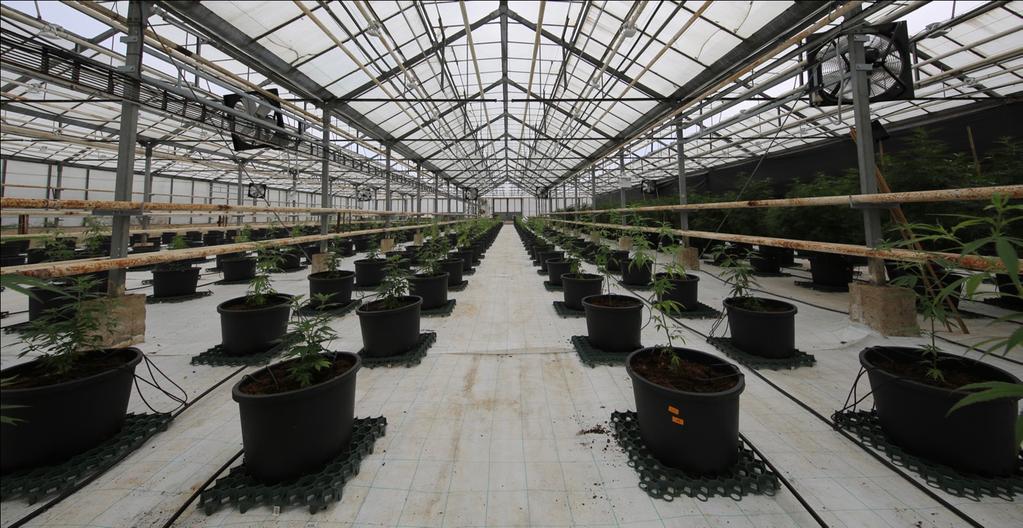 3 July 2017 ASX Code: MXC Botanical Division Update Europe and Australia In the Czech Republic, over 470 medicinal cannabis plants have been successfully transferred to the Company s 1,000m 2 outdoor