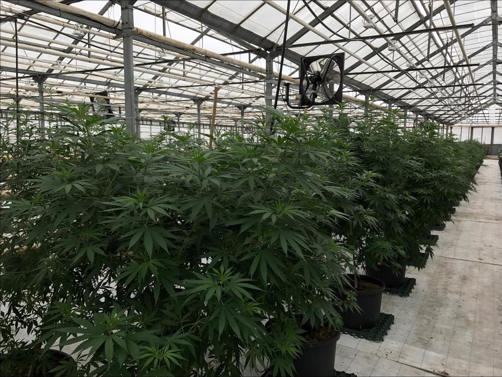 Medicinal Cannabis Plants in MXC s