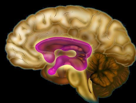Brain Physiology of SUD treatment Limbic Region Basic