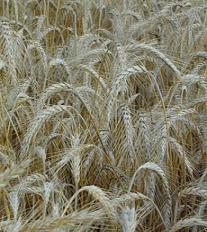 Wheat, oats,