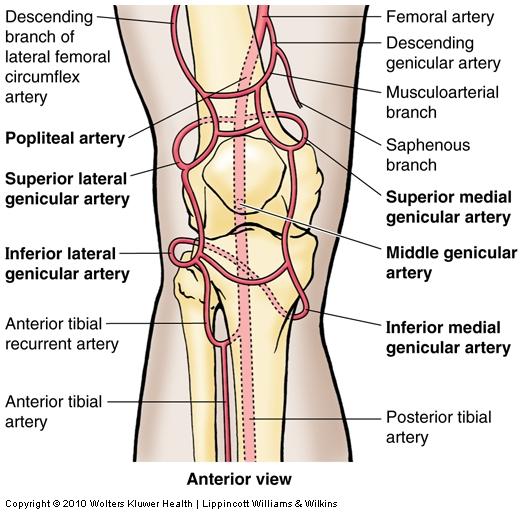Genicular Anastomosis Around Knee Joint Femoral a. Descending genicular a. Descending branch of lateral femoral circumflex a.