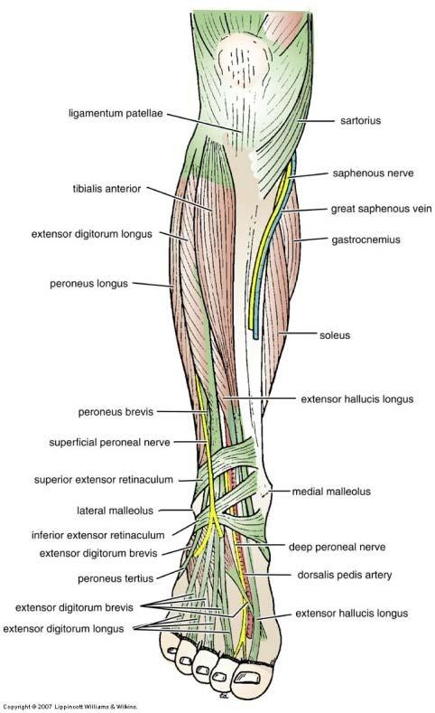 Anterior Tibial Artery Inferiorly Becomes superficial Bass deep to the extensor retinaculum Between tendons of extensor hallucis longus m.