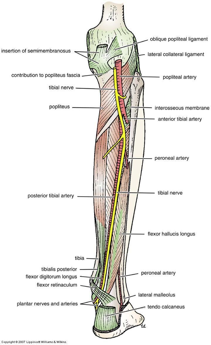 Posterior Tibial Artery: Relations