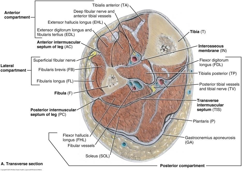Tibialis posterior Inferiorly