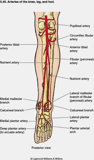 Posterior Tibial Artery Branches Peroneal a. Deep to the flexor hallucis longus m. Branches Muscular branches Nutrient a.