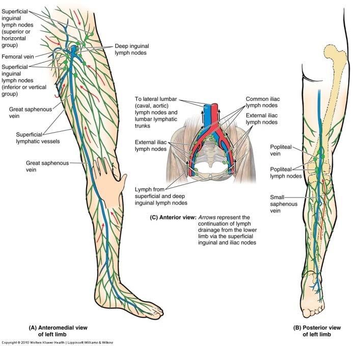 Lymphatic Drainage of Lower Limb Superficial and deep lymphatic vessels follow their corresponding blood vessels