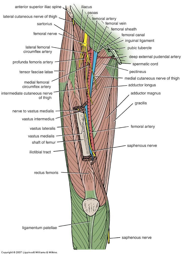 Femoral Artery Its entrance to the thigh Position Midway between ASIS and pubic symphysis Femoral sheath
