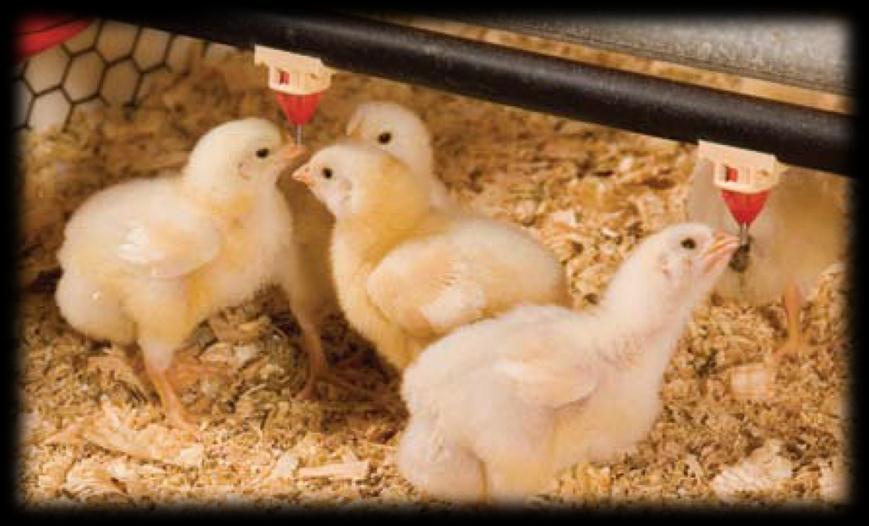 Proven benefits In broiler production: 1.