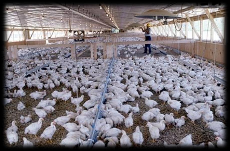 Instructions for use Broilers on arrival: From day 1 to days 28-35 boost