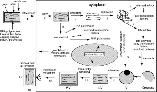 Structure/Replication Cytoplasmic replication Challenges Gene